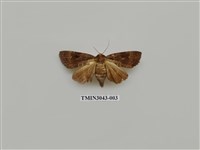 藏品(夜蛾725)的圖片